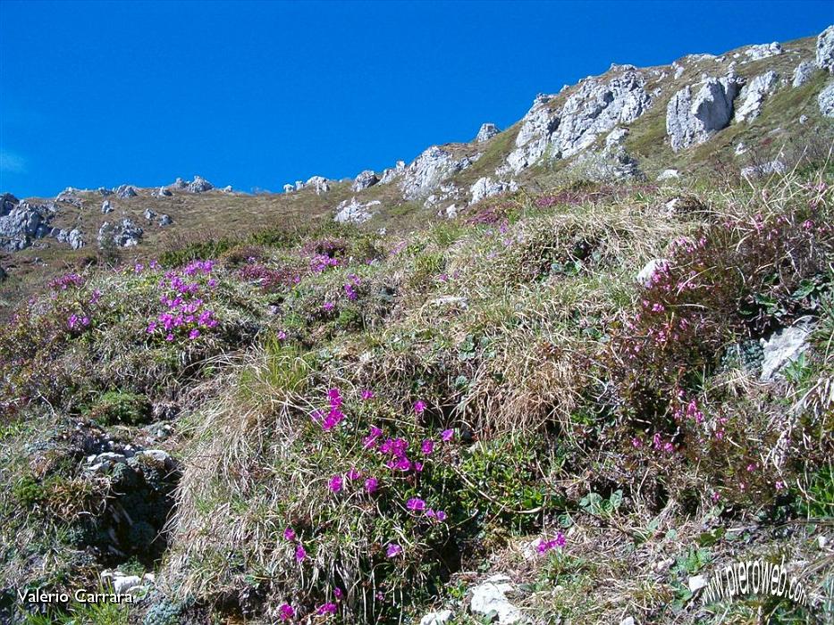 7° prosegue la salita tra roccette e fiori.jpg